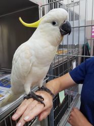 2 Cockatoos Only