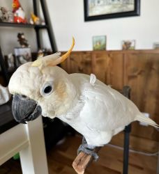 Cockatoo Parrots Available