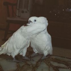 A pair of cockatoo