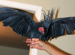 Black Palm Cockatoo Parrots For sale