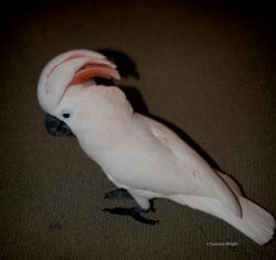Female Moluccan Cockatoo