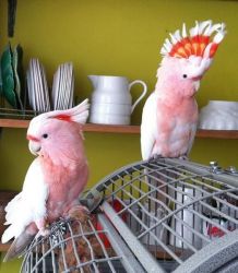 beautiful Major Mitchell Cockatoo Parrots