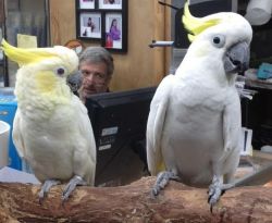 Gorgeous D.n.a Verified Sulphur Crested Cockatoos