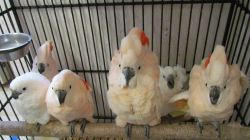 Hand Reared & Super Tame Salmon-crested Cockatoos