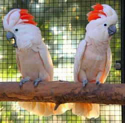Salmon-Crested Cockatoo Parrots Available