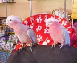 Hand-reared Baby Galah/rose Breasted Cockatoo