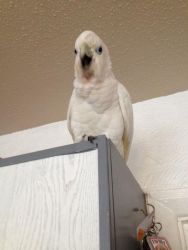 cockatoo and eggs for sale