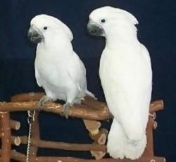 Cockatoo parrots for Re-homing,