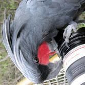 Talking Black Palm Cockatoos parrot