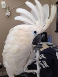An Adorable Umbrella Cockatoo