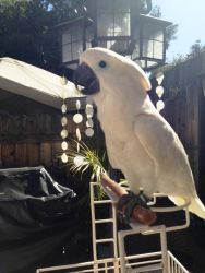 Booby the Cockatoo