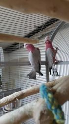 Guaranteed Proven Pair Galah Cockatoos