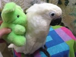 Cockatoos parrots