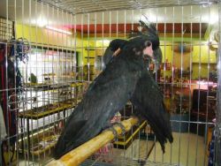 Black Palm Cockatoo parrots for sale