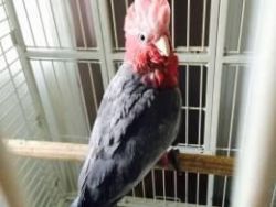 Charming Baby Galah Cockatoo For Sale