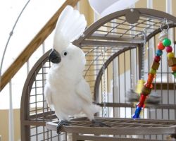 Cockatoo parrots for adoption