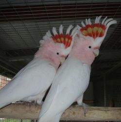 Friendly,Beautiful Young major mitchell cockatoos