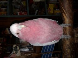 cockatoo rehoming
