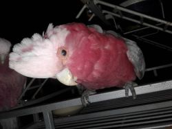 cockatoo rehoming
