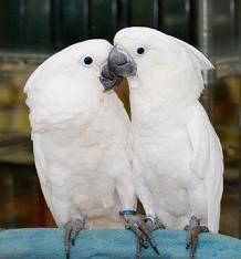 Pair of Umbrella Cockatoo Birds