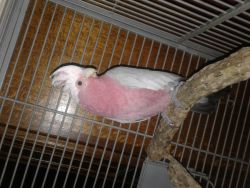 {{{Rose Breasted Cockatoo}}}