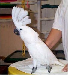 cockatoo parrots for sale. txt-(xxx) xxx-xxx7