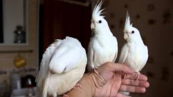 umbrella cockatoo parrots for sale