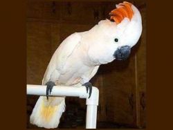 We have beautiful male and female umbrella Cockatoos for sale