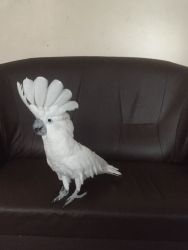 adorable white cockatoo parrot for sale