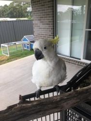 Cockatoo 3 years old