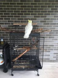 cockatoo for adoption