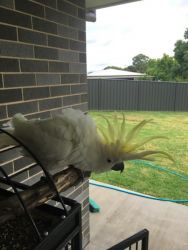 Proven Hen Umbrella Cockatoo for sale