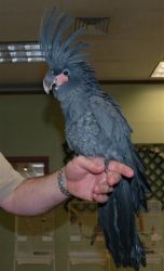 black palm cockatoos parrots for sale