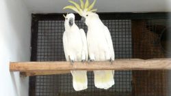We have beautifull male and female umbrella Cockatoos