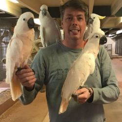 Lovely Pair of Umbrella Cockatoos for Sale