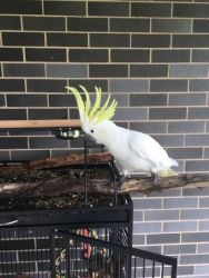 Male Cockatoo for Sale