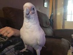 Bare-Eyed Cockatoo