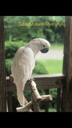 ⚠️ATTENTION⚠️ Adopt this trained and talkative Cockatoo today!