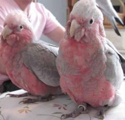 SUPER CUTE handreard tame ghala cockatoos birds parrots