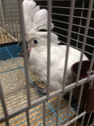 Adorable Cockatoo parrots and eggs available