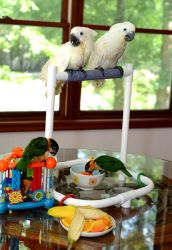 Umbrella Cockatoo Parrots with Cage!! Text (xxx) xxx-xxx9