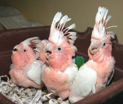 Leadbeater cockatoo parrots for sale