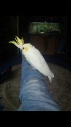 Sulphur Crested Cockatoo With Cage For Sale