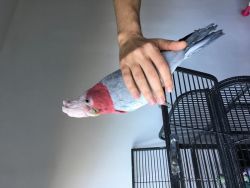 Gorgeous Hand Reared Baby Galah Cockatoo