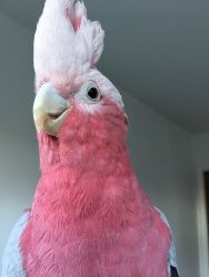 Gorgeous Hand Reared And Cuddly Baby Galah