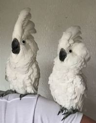 Umbrella Cockatoo parrots and parrots eggs (xxx) xxx-xxx3