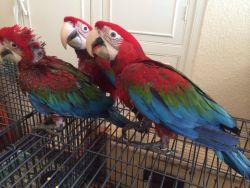 BEAUTIFULLY TAMED YOUNG MACAWS AND COCKATOO READY FOR A NEW HOME