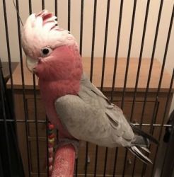 HEALTHY AND TAMED VERY FRIENDLY GALAH COCKATOO FOR SALE