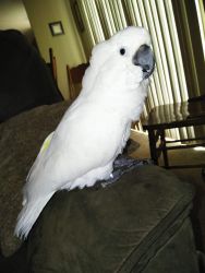 Cockatoo 2 years old tamed