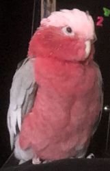 Galah Rose-Breasted Cockatto